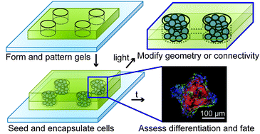 Responsive culture platform to examine the influence of microenvironmental geometry on cell function in 3D