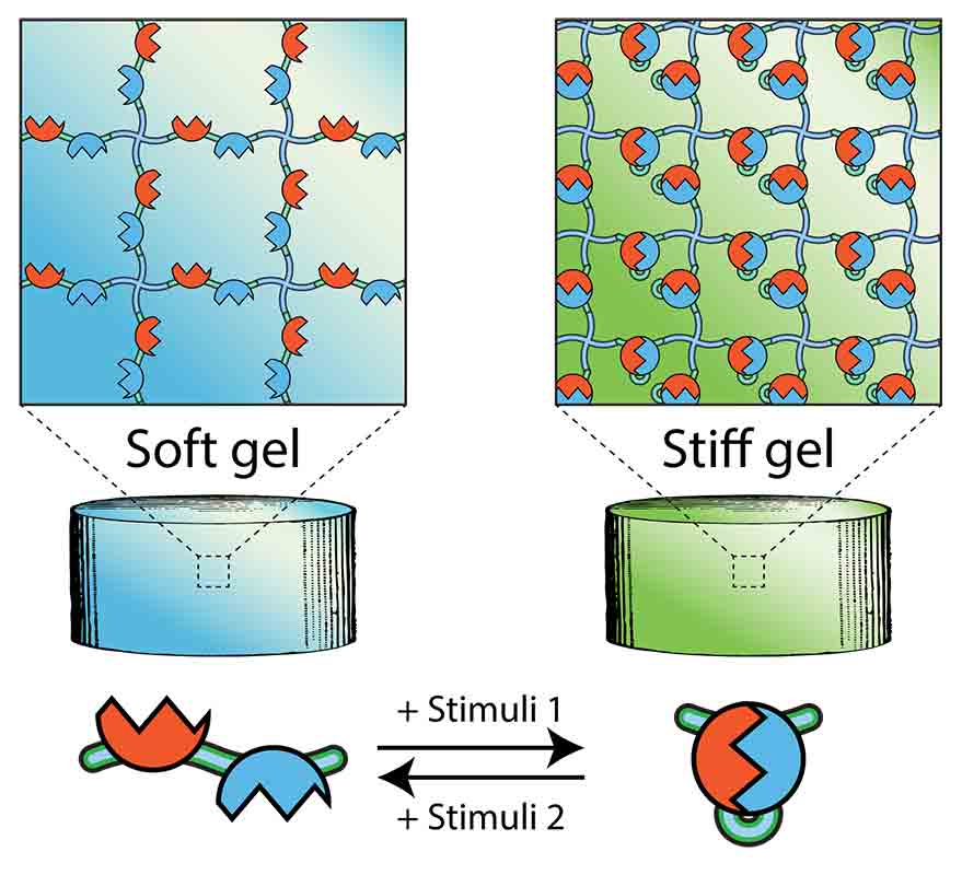 Cyclic Stiffness Modulation of Cell-Laden Protein-Polymer Hydrogels in Response to User-Specified Stimuli including Light