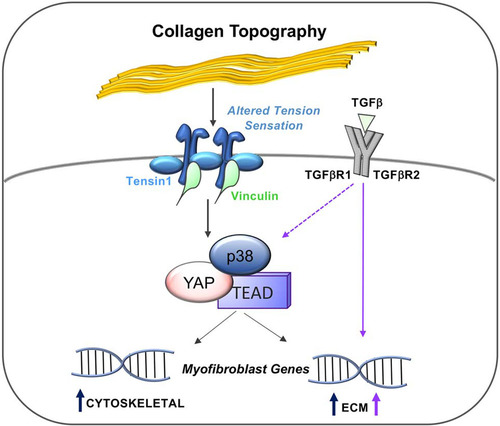Infarct Collagen Topography Regulates Fibroblast Fate via p38-Yes-Associated Protein Transcriptional Enhanced Associate Domain Signals