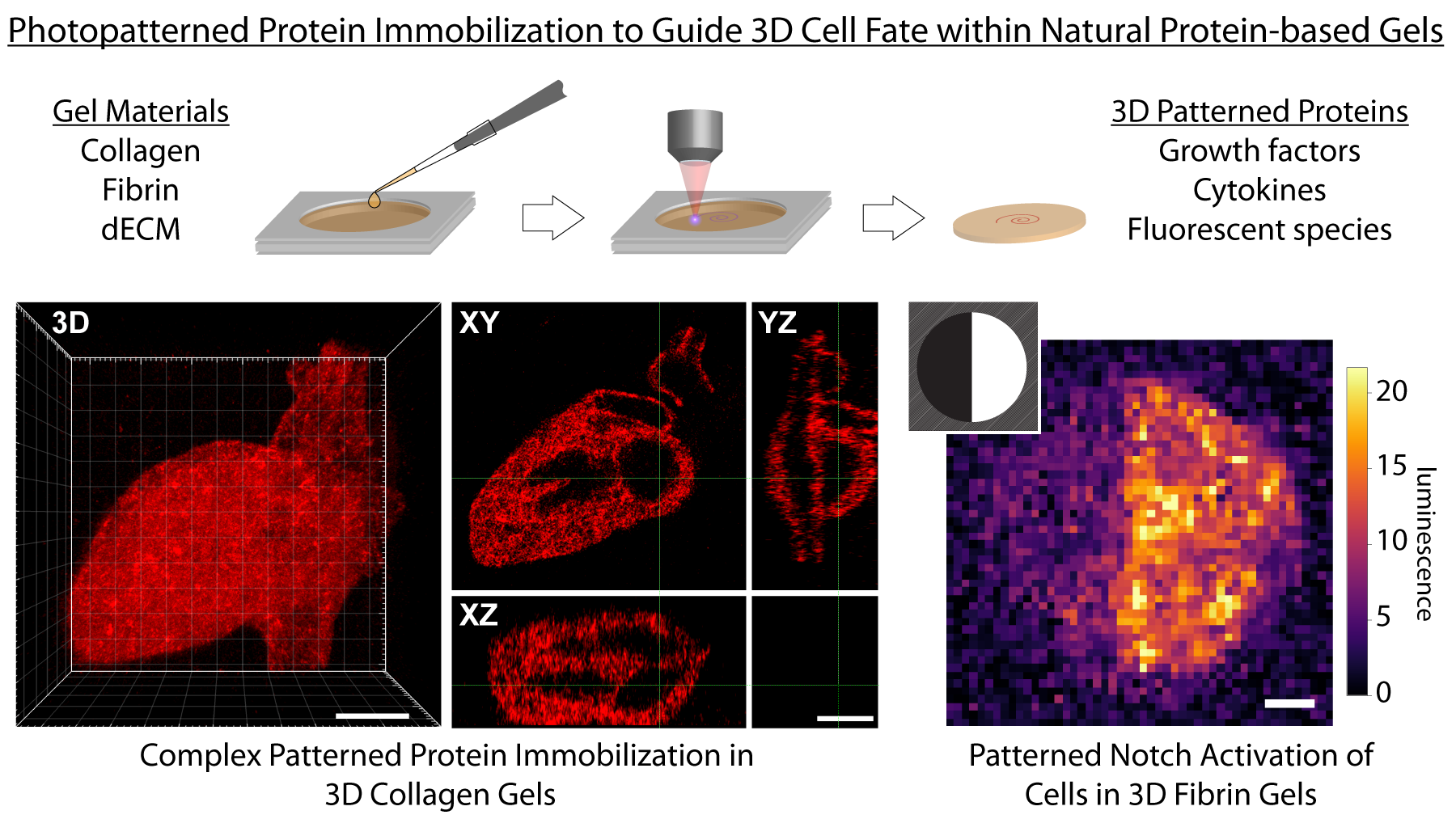 Photopatterned Biomolecule Immobilization to Guide 3D Cell Fate in Natural Protein-based Hydrogels