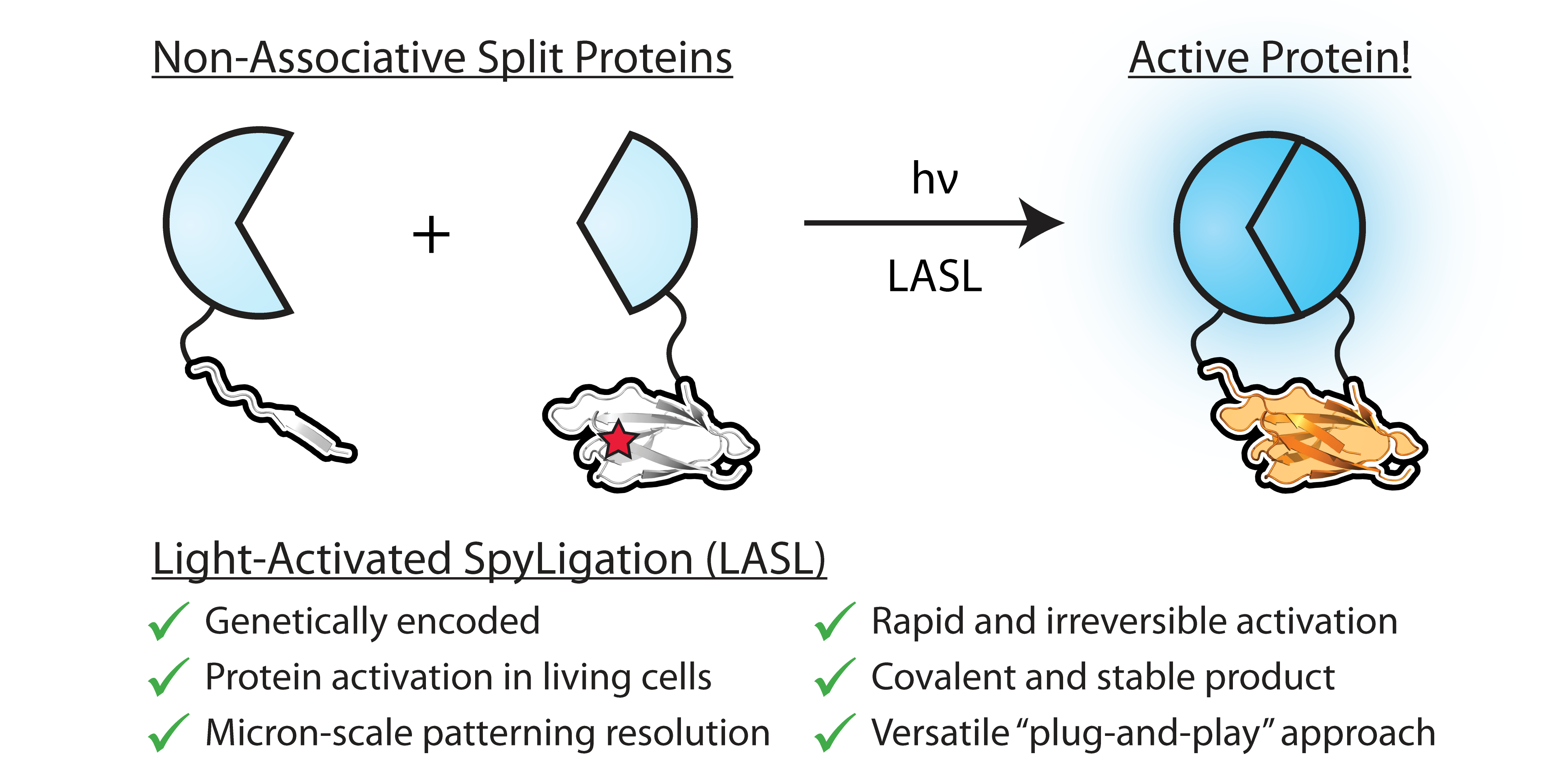 Spatiotemporal Functional Assembly of Split Protein Pairs through a Light-Activated SpyLigation