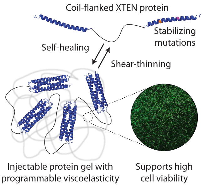 Genetically Encoded XTEN-based Hydrogels with Tunable Viscoelasticity and Biodegradability for Injectable Cell Therapies