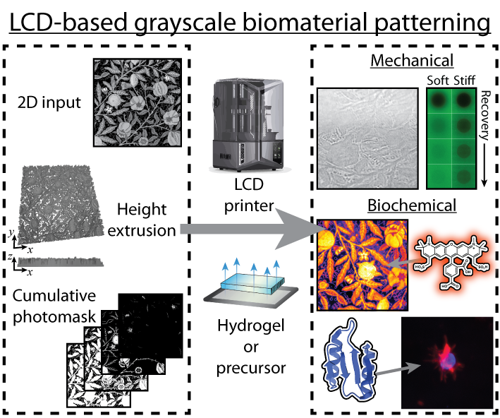 Rapid and Inexpensive Image-guided Grayscale Biomaterial Customization via LCD Printing