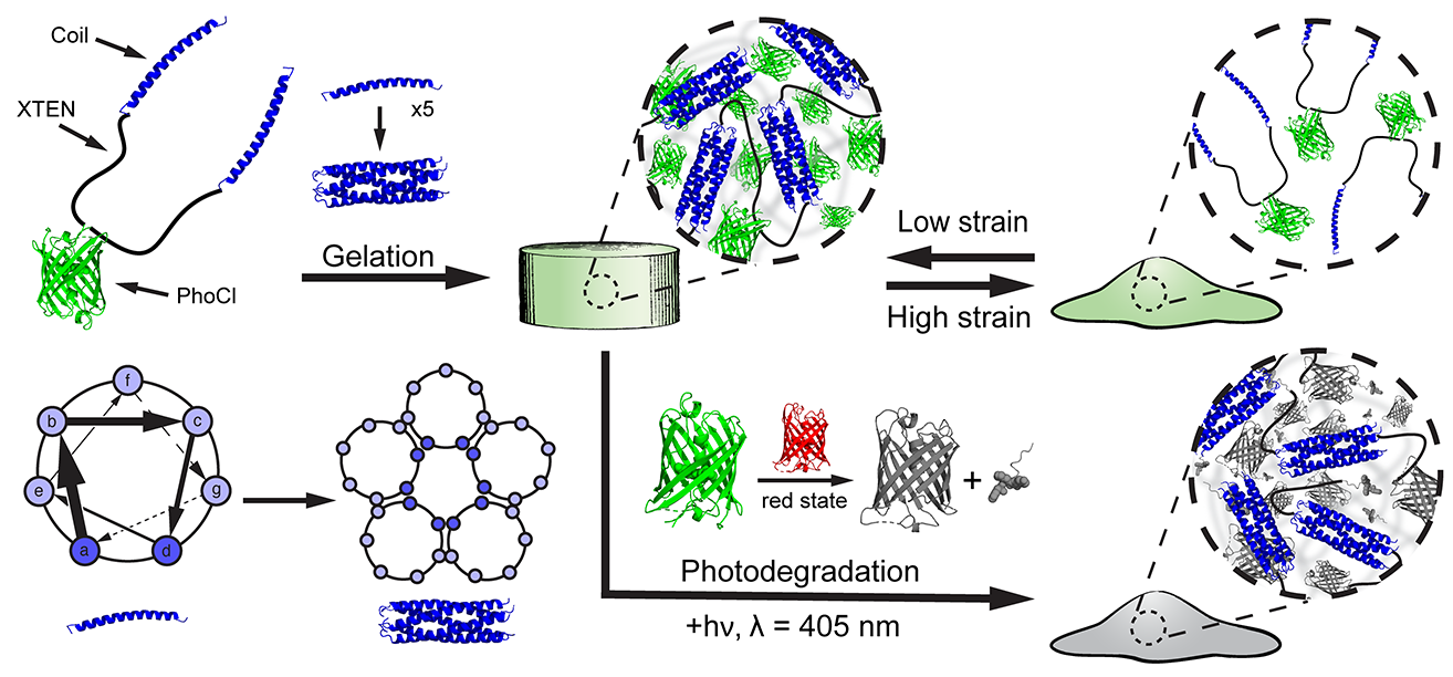 PhoCoil: A Photodegradable and Injectable Single-component Recombinant Protein Hydrogel for Minimally Invasive Delivery and Degradation