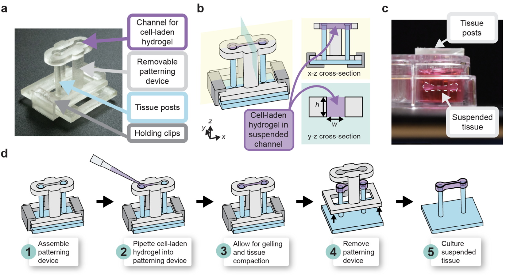 Suspended Tissue Open Microfluidic Patterning (STOMP)