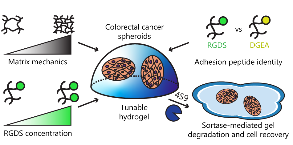 Matrix Stiffness and Biochemistry Govern Colorectal Cancer Cell Growth and Signaling in User-Programmable Synthetic Hydrogels