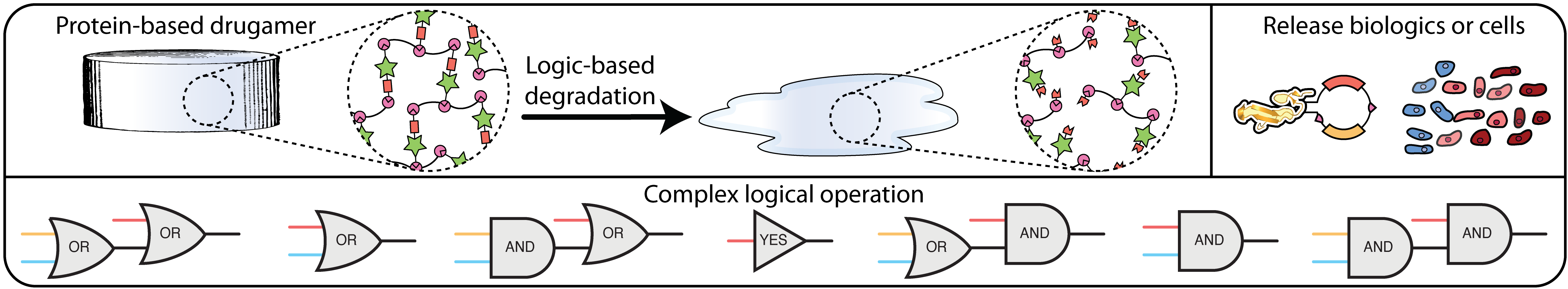 Boolean Logic-based Control over Recombinant Protein Biomaterial Degradability and Therapeutic Delivery